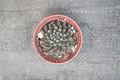 Black Sea Urchin Succulent Sinocrassula yunnanensis | 2" Rooted Pot