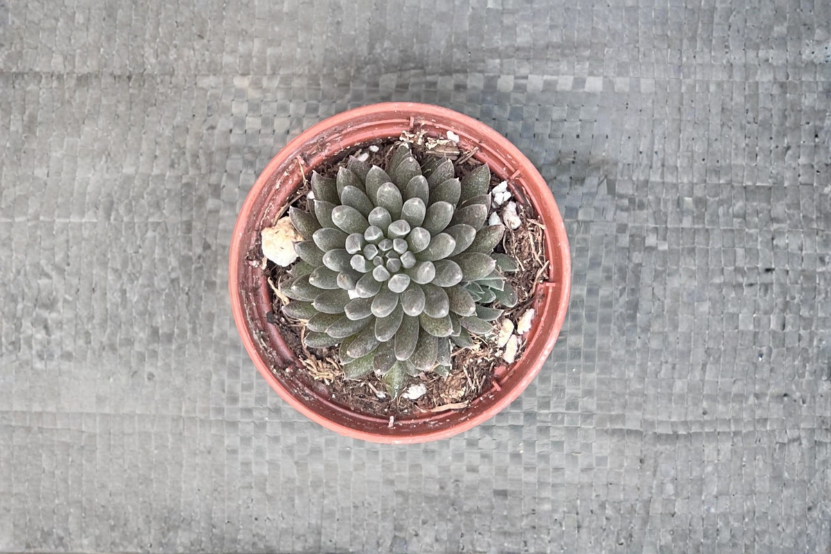 Black Sea Urchin Succulent Sinocrassula yunnanensis | 2" Rooted Pot