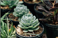 Greenovia dodrentalis Mountain Rose Succulent Live Plant in 2-Inch Pot