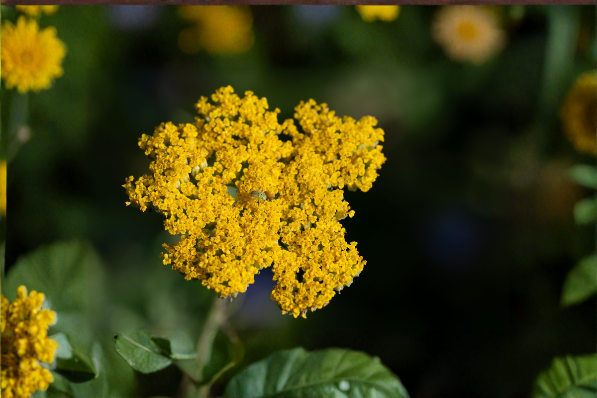 Moonshine Yarrow Live Plant – Achillea × 'Moonshine' Starter Plant