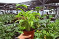 Calathea Yellow Fusion Goeppertia Yellow Fusion 2-Pack, 4-Inch Pots