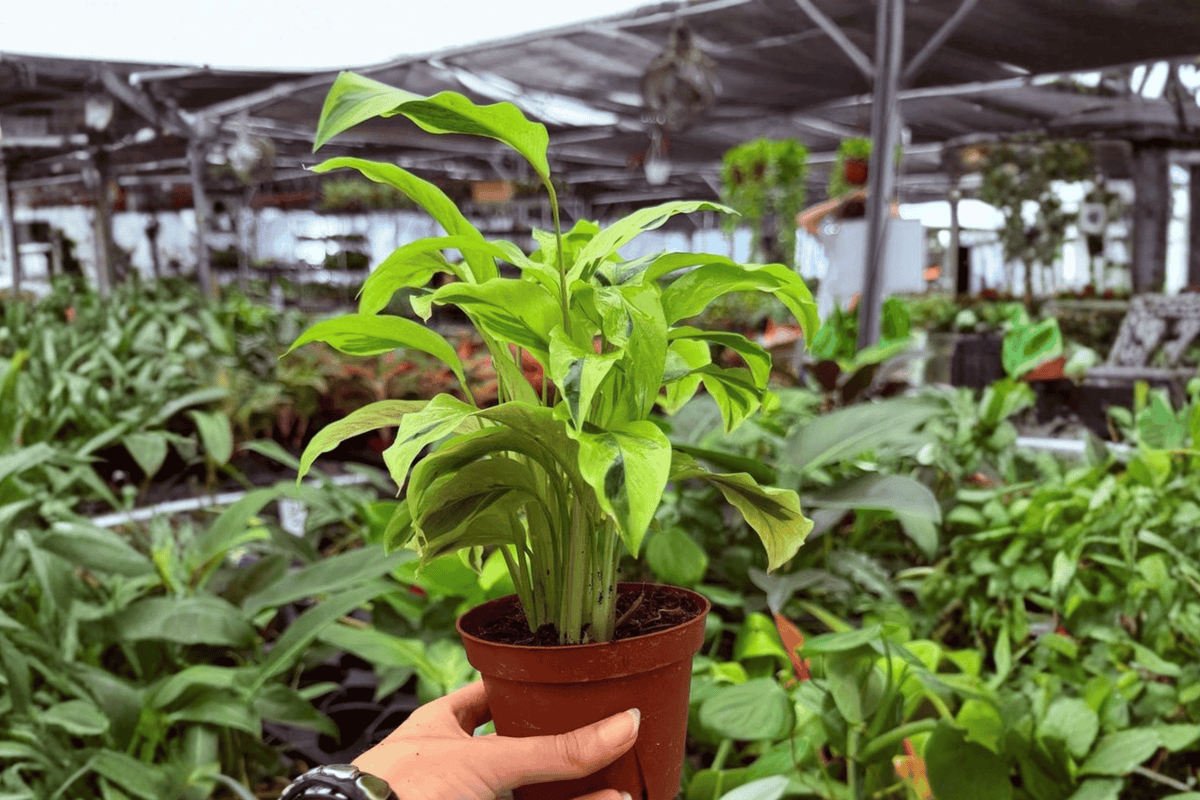 Calathea Yellow Fusion Goeppertia Yellow Fusion 2-Pack, 4-Inch Pots