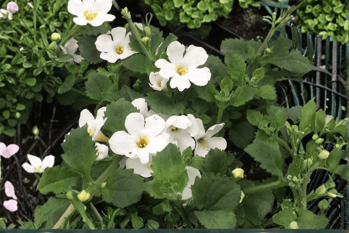 Scopia Gulliver White Bacopa (Sutera cordata) 4-Inch Live Plant
