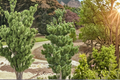 Koto Buki Japanese Black Pine Live Plant – Pinus thunbergii, 8" Tall in 1 Gallon Pot
