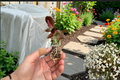 Calathea Exotica Goeppertia Live Starter Plants - 2 Bare Root with Soil Pod