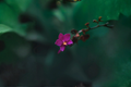 Purple Ground Orchid (Spathoglottis plicata) Live Plant – 3-Inch Pot