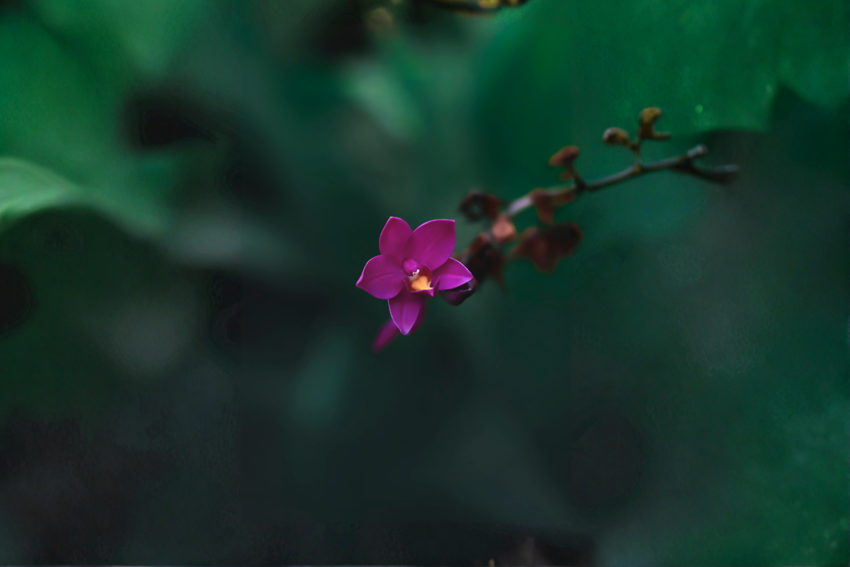 Purple Ground Orchid (Spathoglottis plicata) Live Plant – 3-Inch Pot