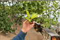 Philodendron Golden Crocodile Starter Plants (2) Bare Root