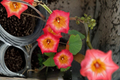 Hawaiian Sunset Vine Starter Plant – 8–10 Inches, Pink & Yellow Flowers