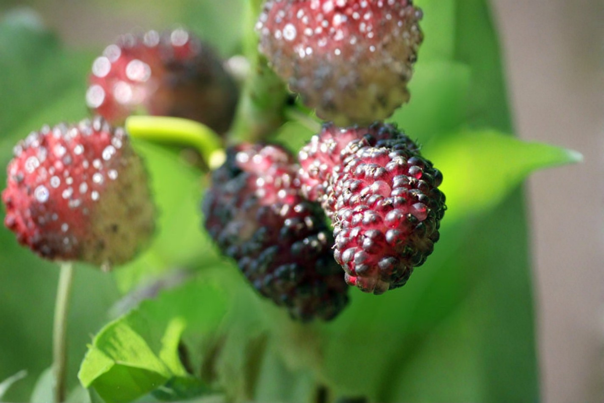 Persian Dwarf Everbearing Mulberry Tree | 1 Gallon Pot | Container Friendly