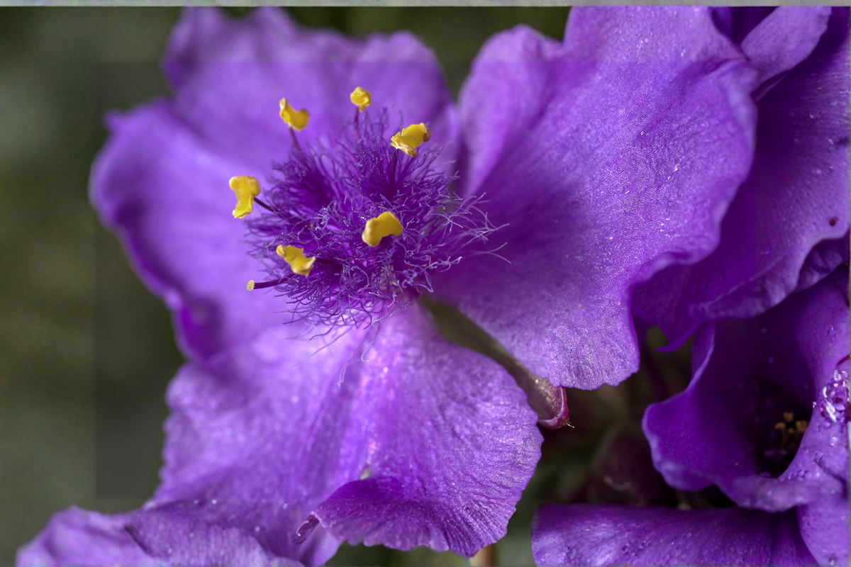 Tibouchina lepidota 'Grandifolia' Ecuador Purple Princess Glory Bush Starter Plant
