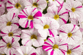Caliloco Graffitti Million Bells Calibrachoa Hybrid - 4-Inch Pot, 1 Live Plant