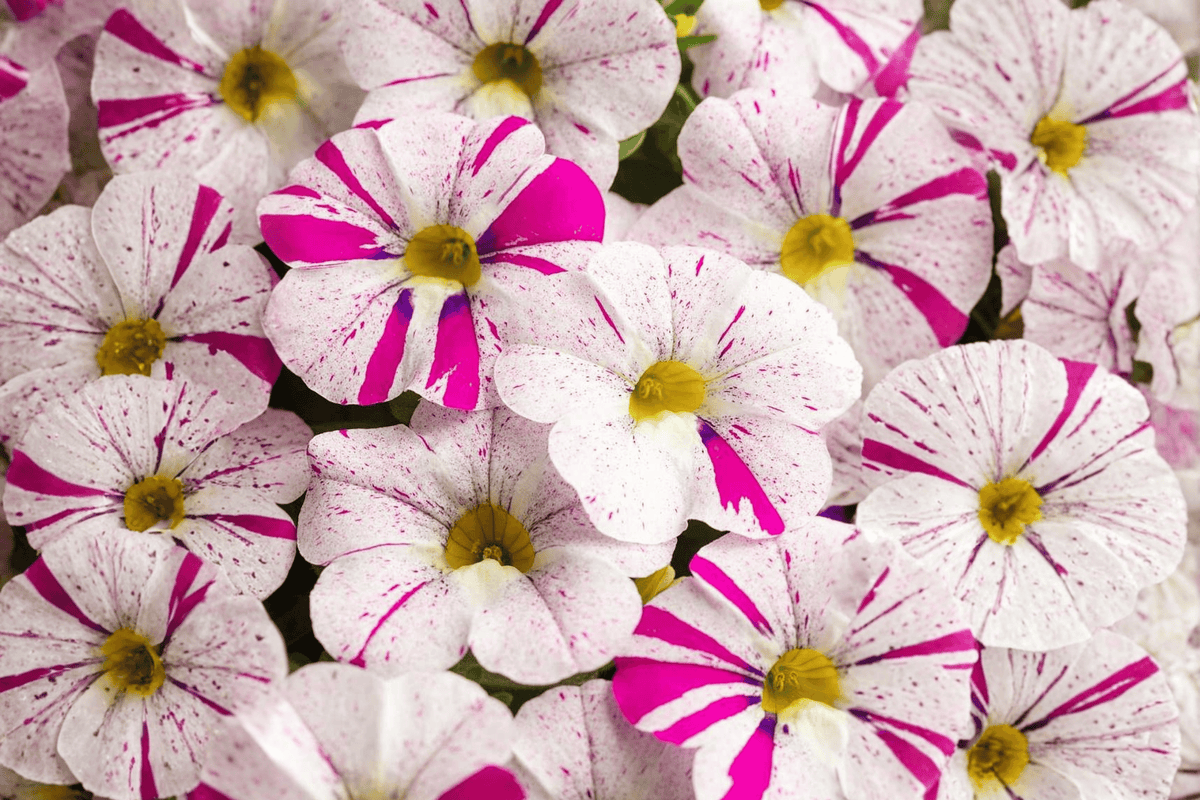 Caliloco Graffitti Million Bells Calibrachoa Hybrid - 4-Inch Pot, 1 Live Plant