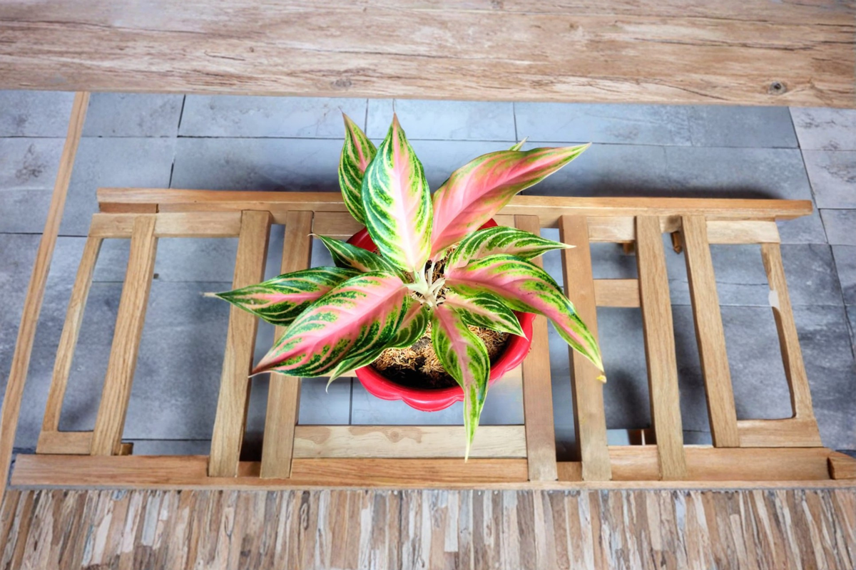 Aglaonema Panama Pink - Variegated Chinese Evergreen Starter Live Plant