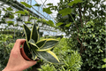 Sansevieria Marginata Jade Live Plants - 2x 4-Inch Pot Snake Plant, Fully Established Roots