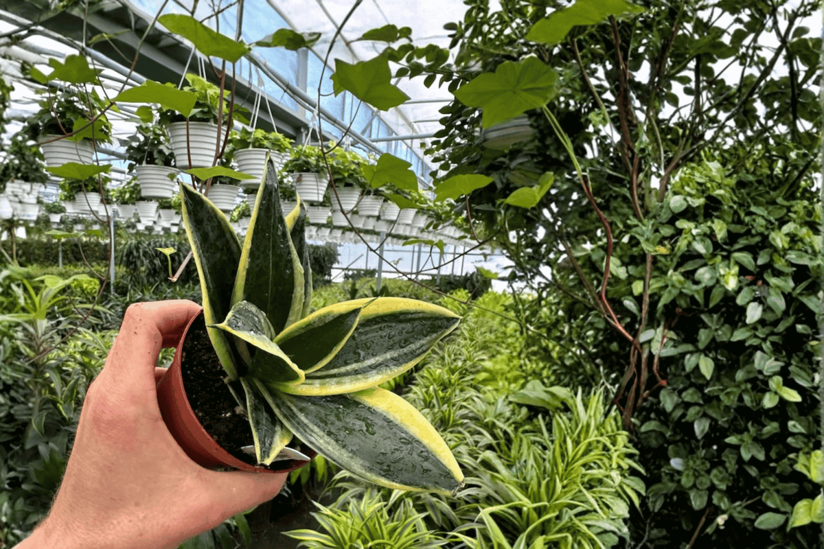 Sansevieria Marginata Jade Live Plants - 2x 4-Inch Pot Snake Plant, Fully Established Roots