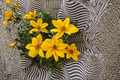 Bidens Smile Yellow Beggarticks - 4in Live Plant