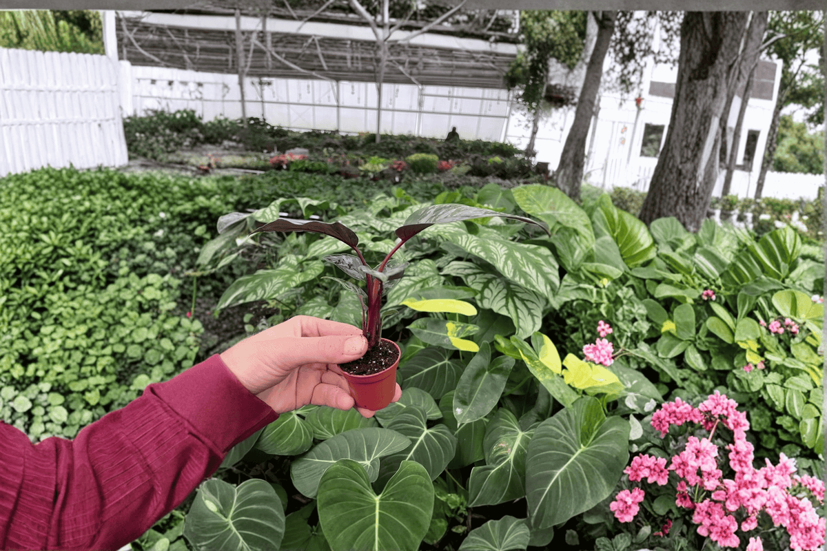 Apoballis acuminatissimum 'Lavallei' Starter Plants – 2-Pack Bare Root Live Plants