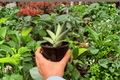 Variegated Sansevieria Boncel Starfish – 2 Live Plants in 4" Pots