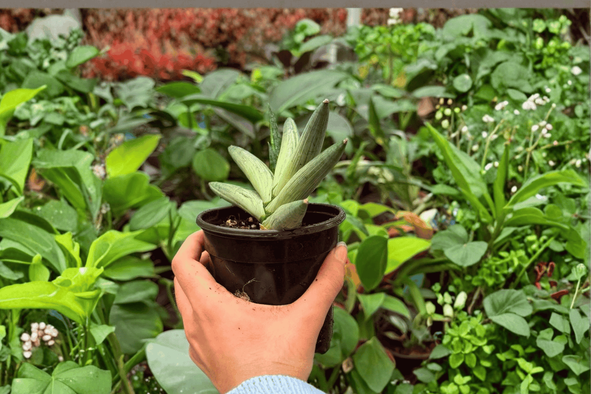 Variegated Sansevieria Boncel Starfish – 2 Live Plants in 4" Pots