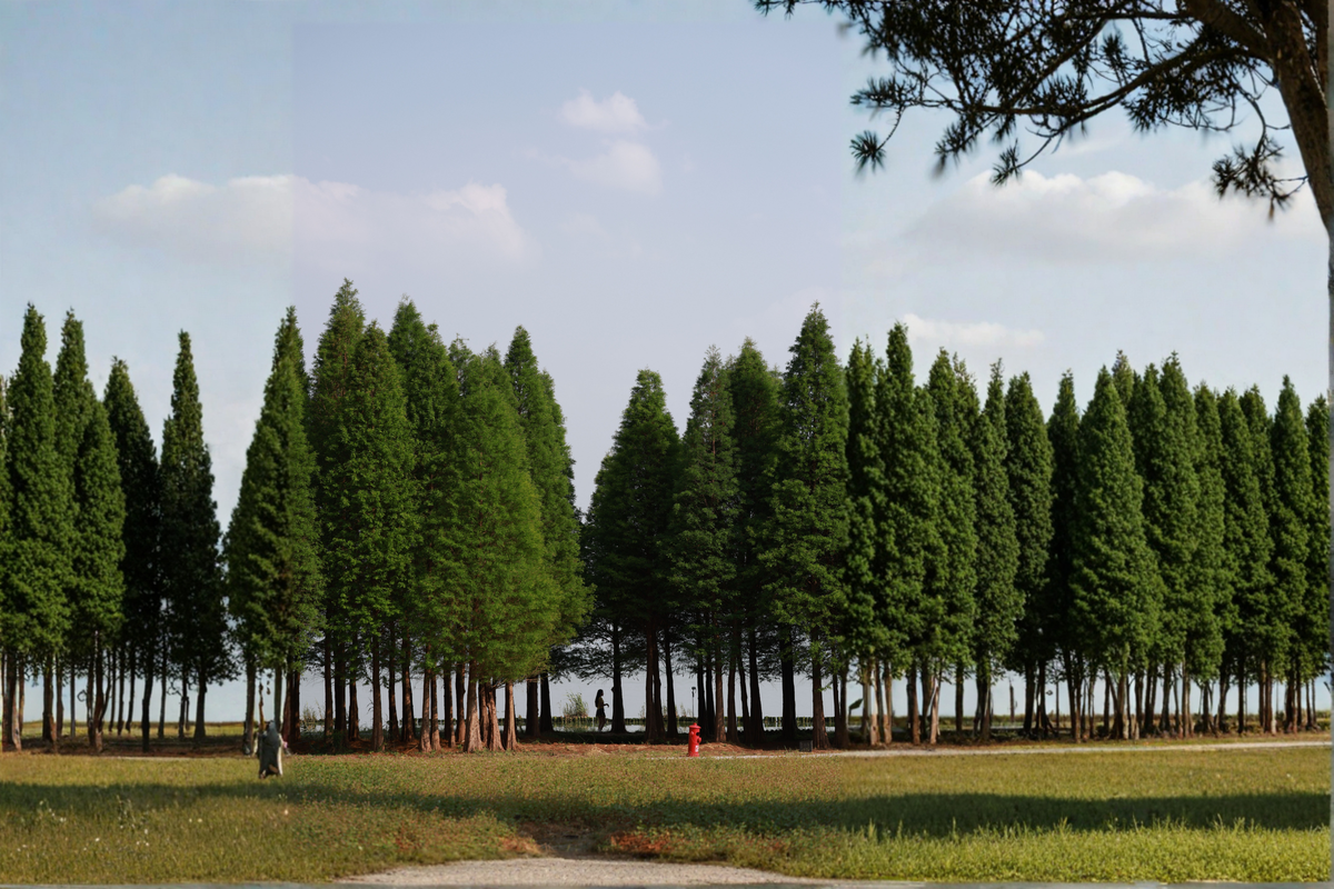 Dawn Redwood Metasequoia glyptostroboides - 3 Live Starter Plants