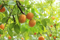 Tilton Apricot Tree (Prunus armeniaca) 4–6 ft Live Fruit Tree
