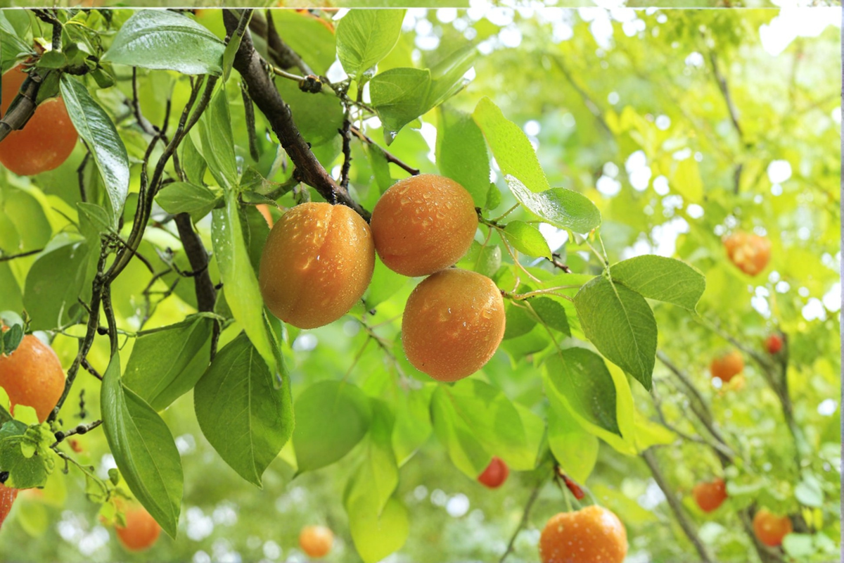 Tilton Apricot Tree (Prunus armeniaca) 4–6 ft Live Fruit Tree