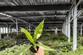 Philodendron Ring of Fire Live Plants – 2 Plants in 4" Pot (Unclear Pot/Shipping)