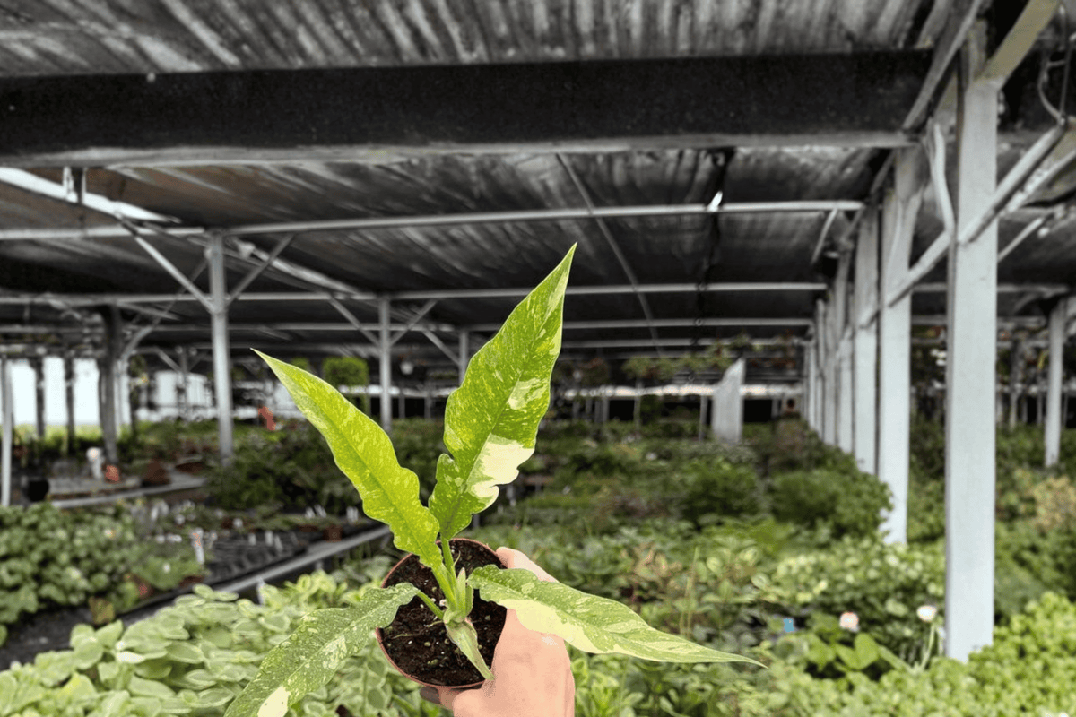 Philodendron Ring of Fire Live Plants – 2 Plants in 4" Pot (Unclear Pot/Shipping)