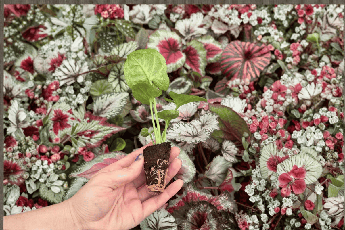 Syngonium Bob’s Allusion Starter Plants — 2 Live Starter Plants in 2-Inch Pots