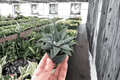 Haworthia Miami Starter Plant Set — 2 Bare-Root Haworthia Succulents