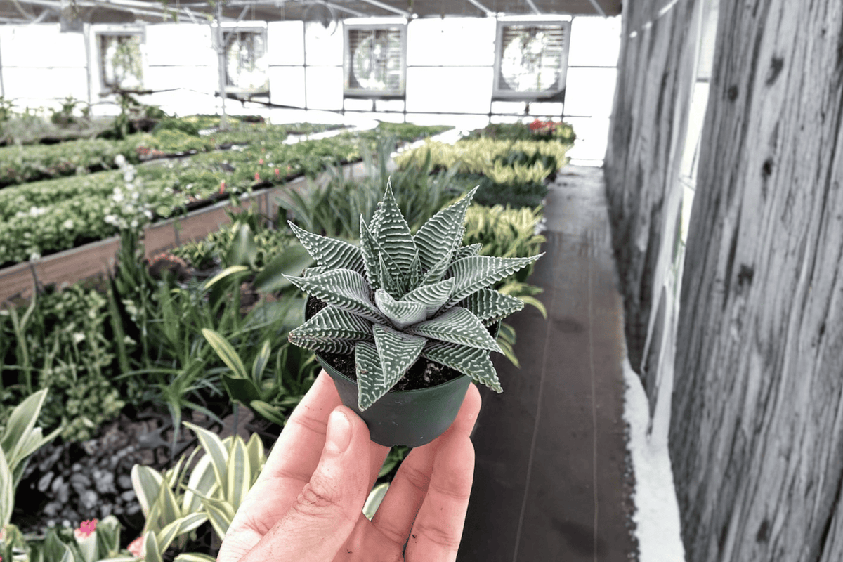 Haworthia Miami Starter Plant Set — 2 Bare-Root Haworthia Succulents