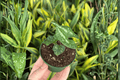 Quicksilver Wild Ginger Asarum splendens 'Quicksilver' - 2 Live Starter Plants (2-Inch Pots) • Shade Bedding