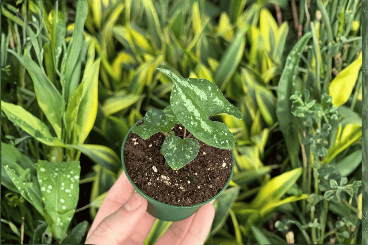 Quicksilver Wild Ginger Asarum splendens 'Quicksilver' - 2 Live Starter Plants (2-Inch Pots) • Shade Bedding