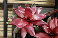 Bromeliad 'Maria' Live Plant in 4-Inch Pot – Rooted Tropical Houseplant