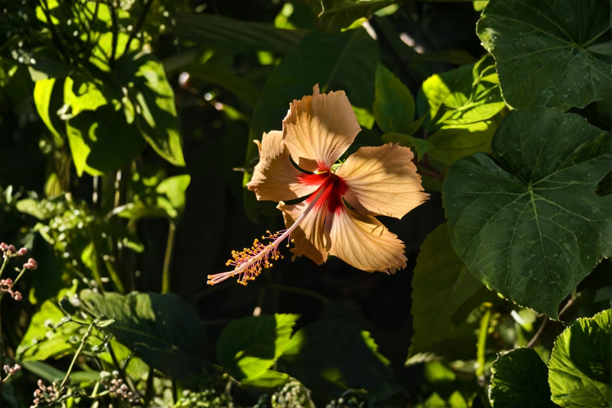 Madagascar Hibiscus Live Starter Plant (Hibiscus moscheutos) – Rooted Starter Plant 3–5 Inches