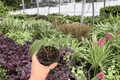 Anthurium FS x Goliath Live Plants - 2-Pack in 4-Inch Pots