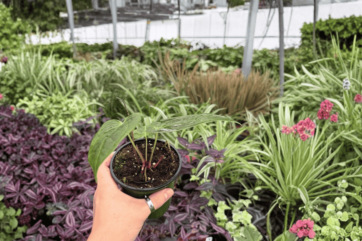 Anthurium FS x Goliath Live Plants - 2-Pack in 4-Inch Pots