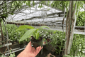 Philodendron panduriforme - 2 Live Plants in 4-Inch Pots