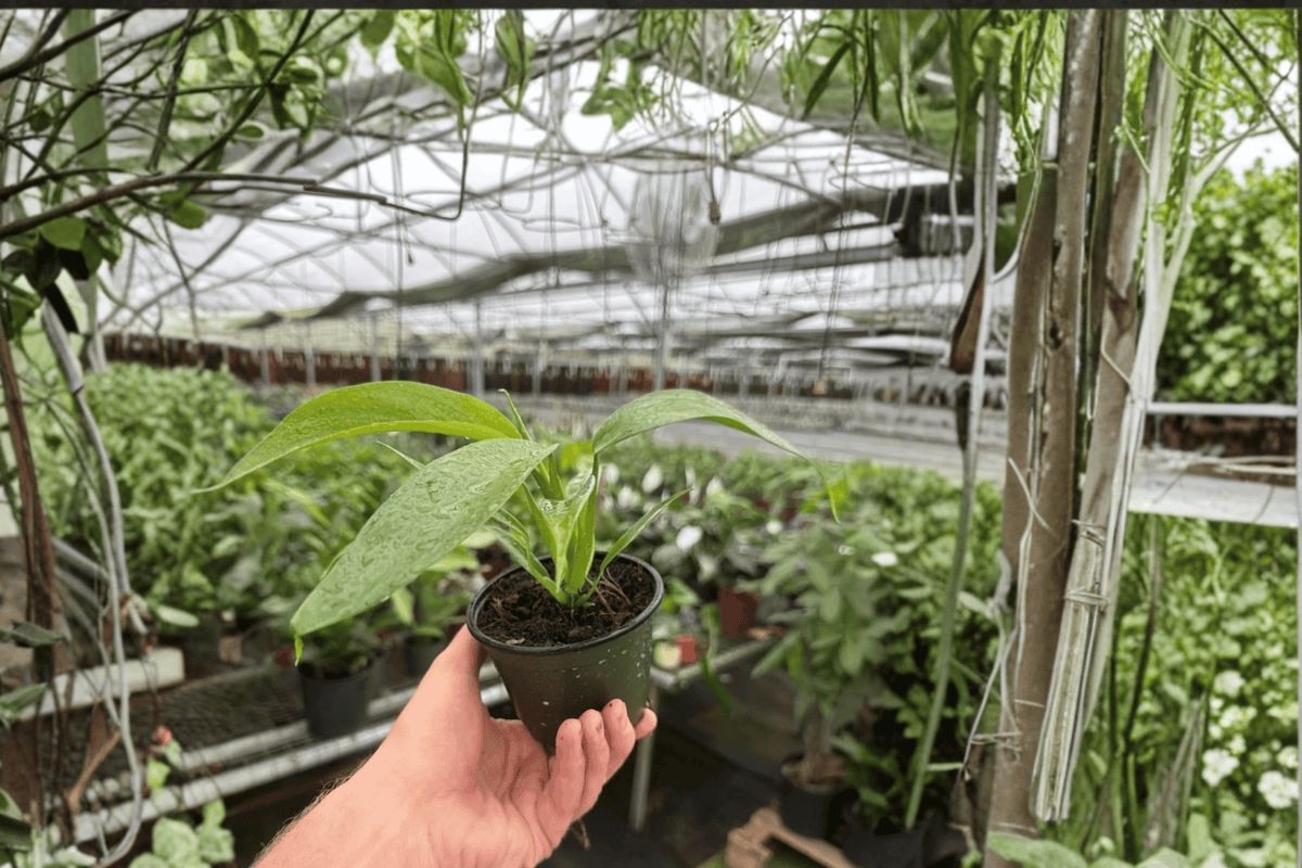 Philodendron panduriforme - 2 Live Plants in 4-Inch Pots