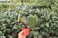Anthurium Legend × Mag - 2 Exact Live Plants in 4-Inch Bare Root Pot, Bare Root