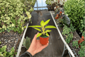 Philodendron Calkins Gold – 2 Live Plants in 4-Inch Pots