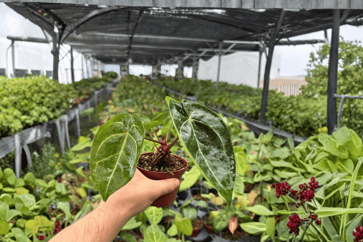 Anthurium Crystal × Papi Golden - 2 Bare Root Live Plants, 4-Inch Pot Size