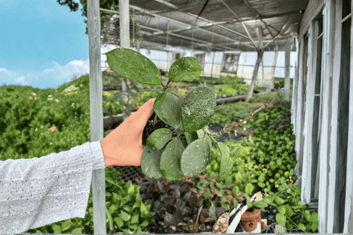 Hoya Obovata Splash Live Plant Set (2 Bare Root) – Obovata Splash Hoya