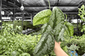 Scindapsus pictus Exotica – 2 Live Plants in 4-Inch Pots