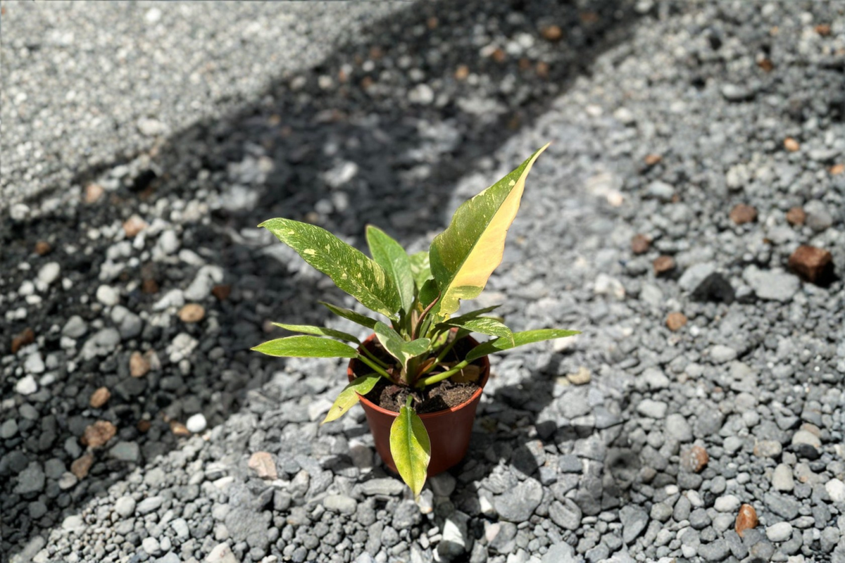 Philodendron Ring of Fire Variegated Live Plant - Starter Cutting