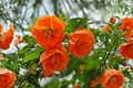 Lucky Lantern Tangerine Flowering Maple Abutilon (1 Live Plant, 4-Inch Pot) – Tangerine-Orange Lantern Flowers