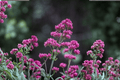 Jupiter’s Beard (Centranthus ruber) - 1 Live Plant, 4-Inch Pot