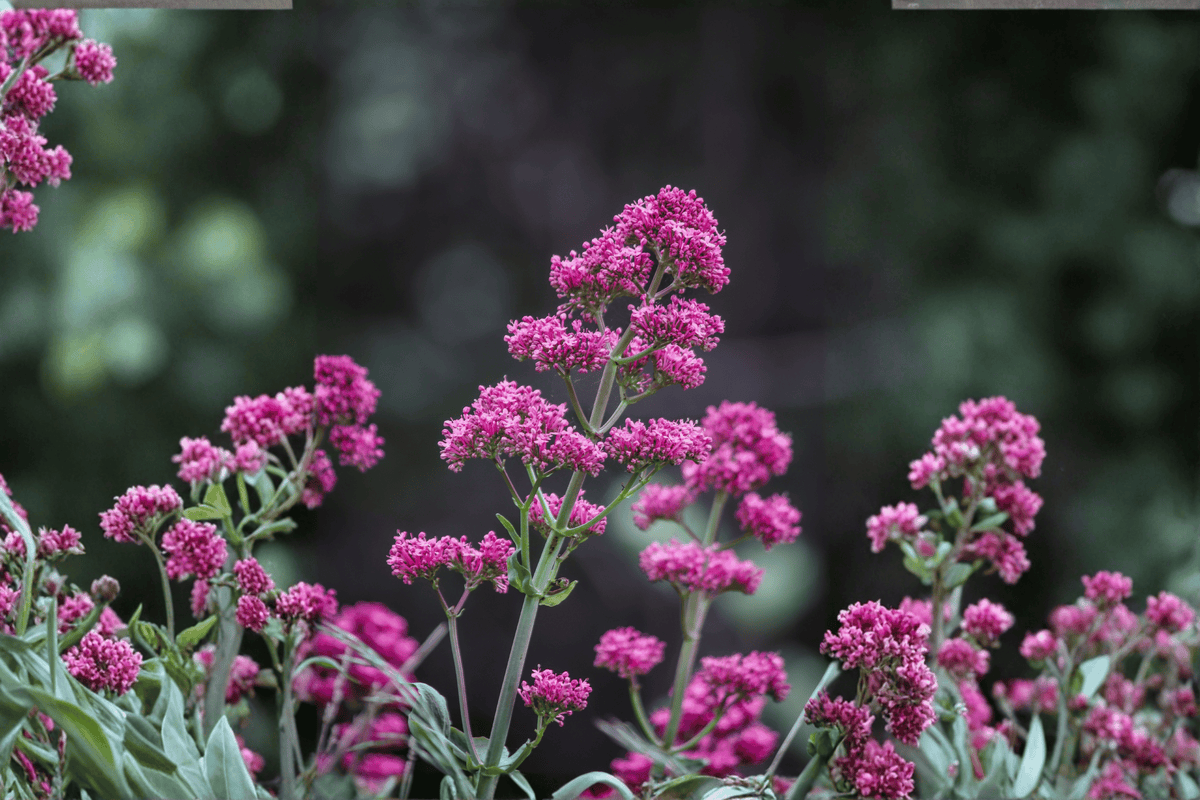 Jupiter’s Beard (Centranthus ruber) - 1 Live Plant, 4-Inch Pot