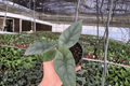 Alocasia 'Silver Wings' Live Plant Pair (Scalprum × Silver Dragon) in 4" Pots